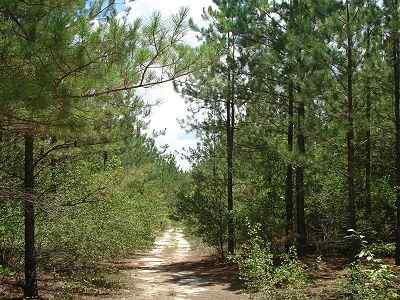Advance Land and Timber Land for sale property_imgs/212_3.jpg