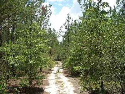 Advance Land and Timber Land for sale property_imgs/212_5.jpg