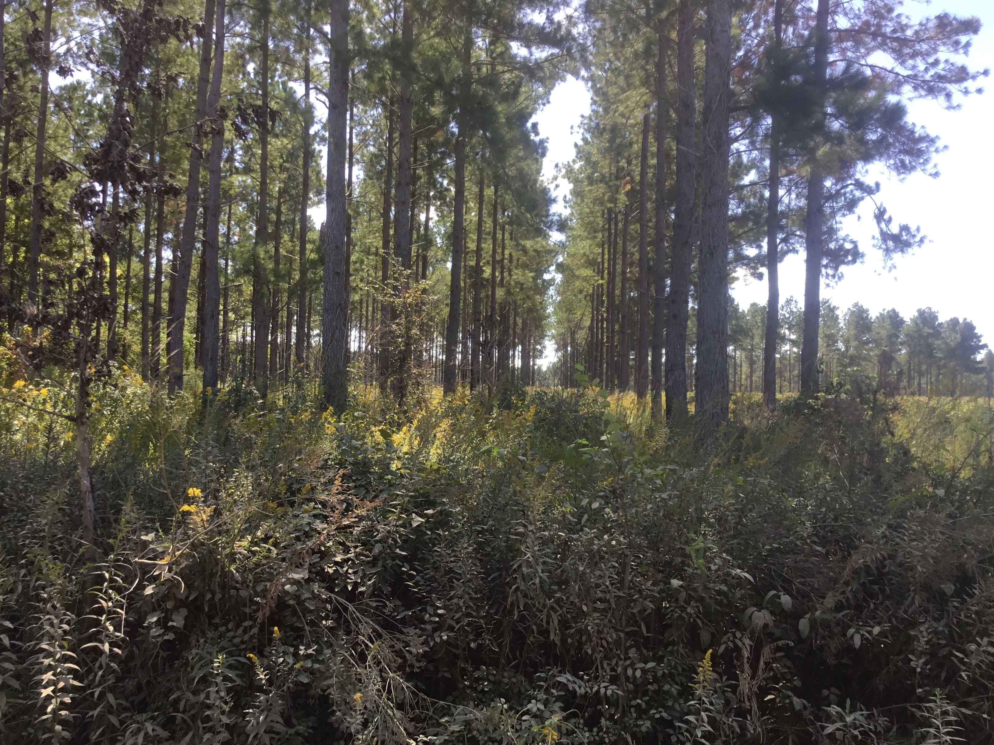 Advance Land and Timber Land for sale property_imgs/217-1-5115341.jpg