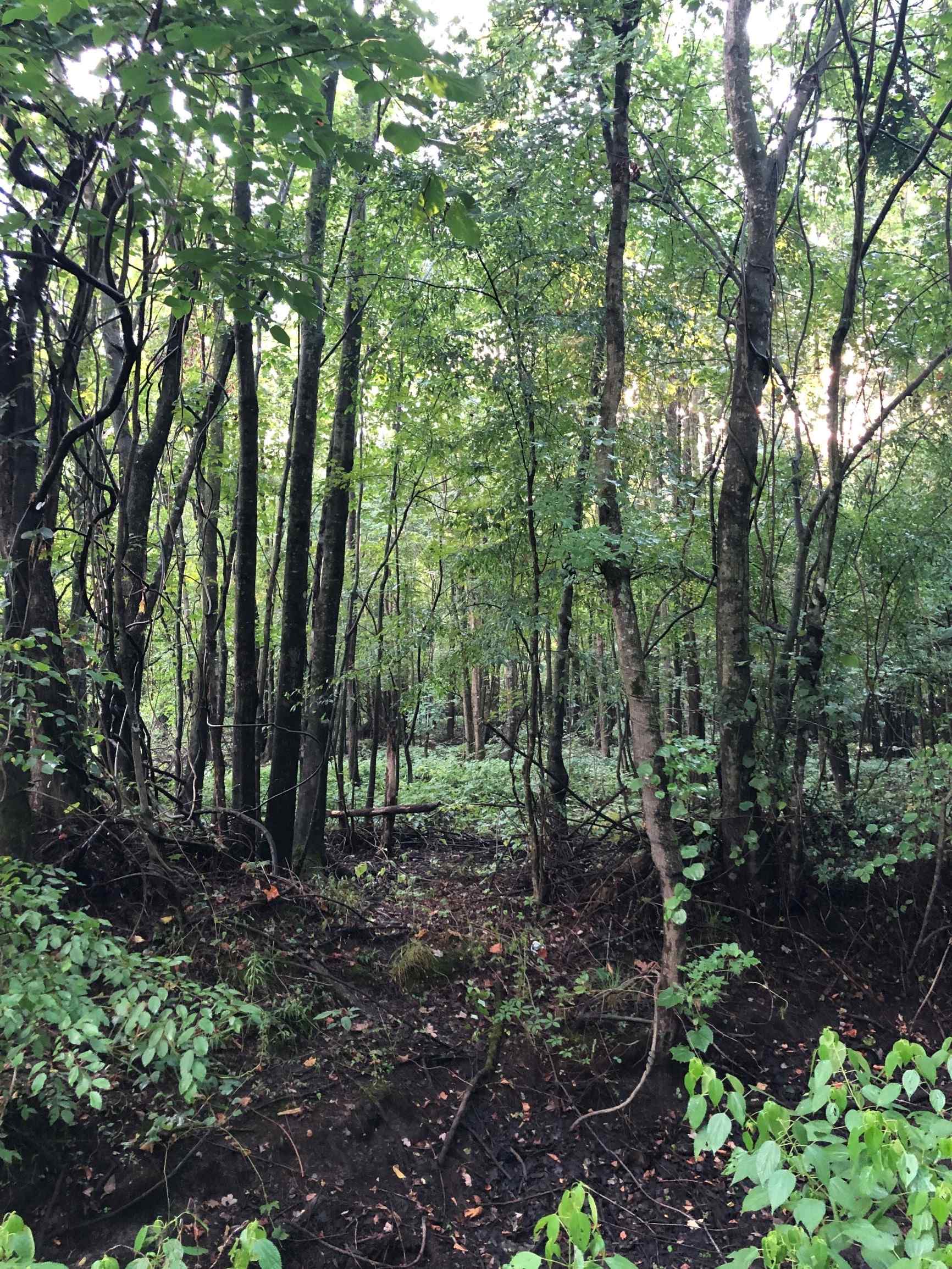 Advance Land and Timber Land for sale property_imgs/21~17.jpg