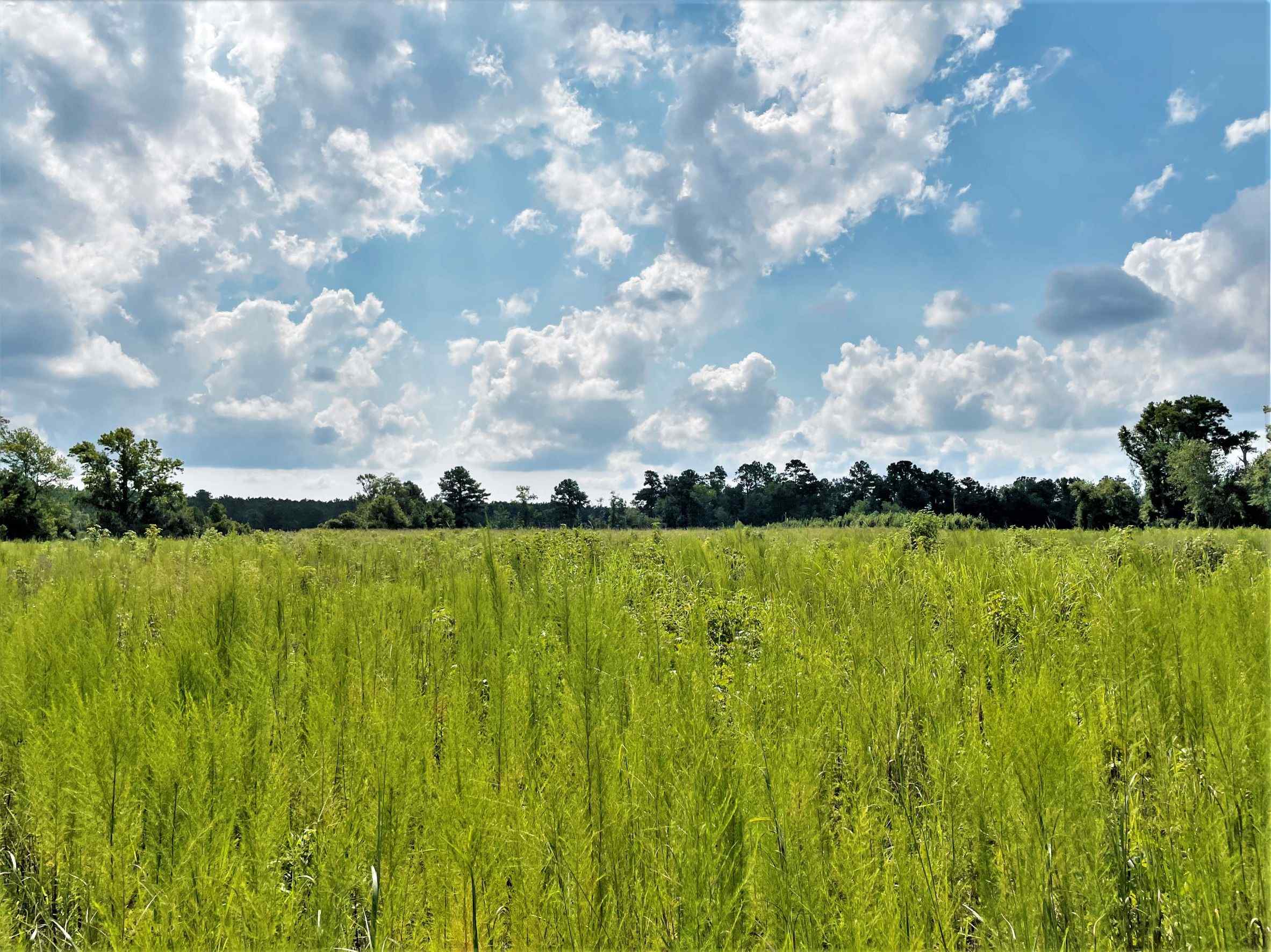 Advance Land and Timber Land for sale property_imgs/21~34.jpg