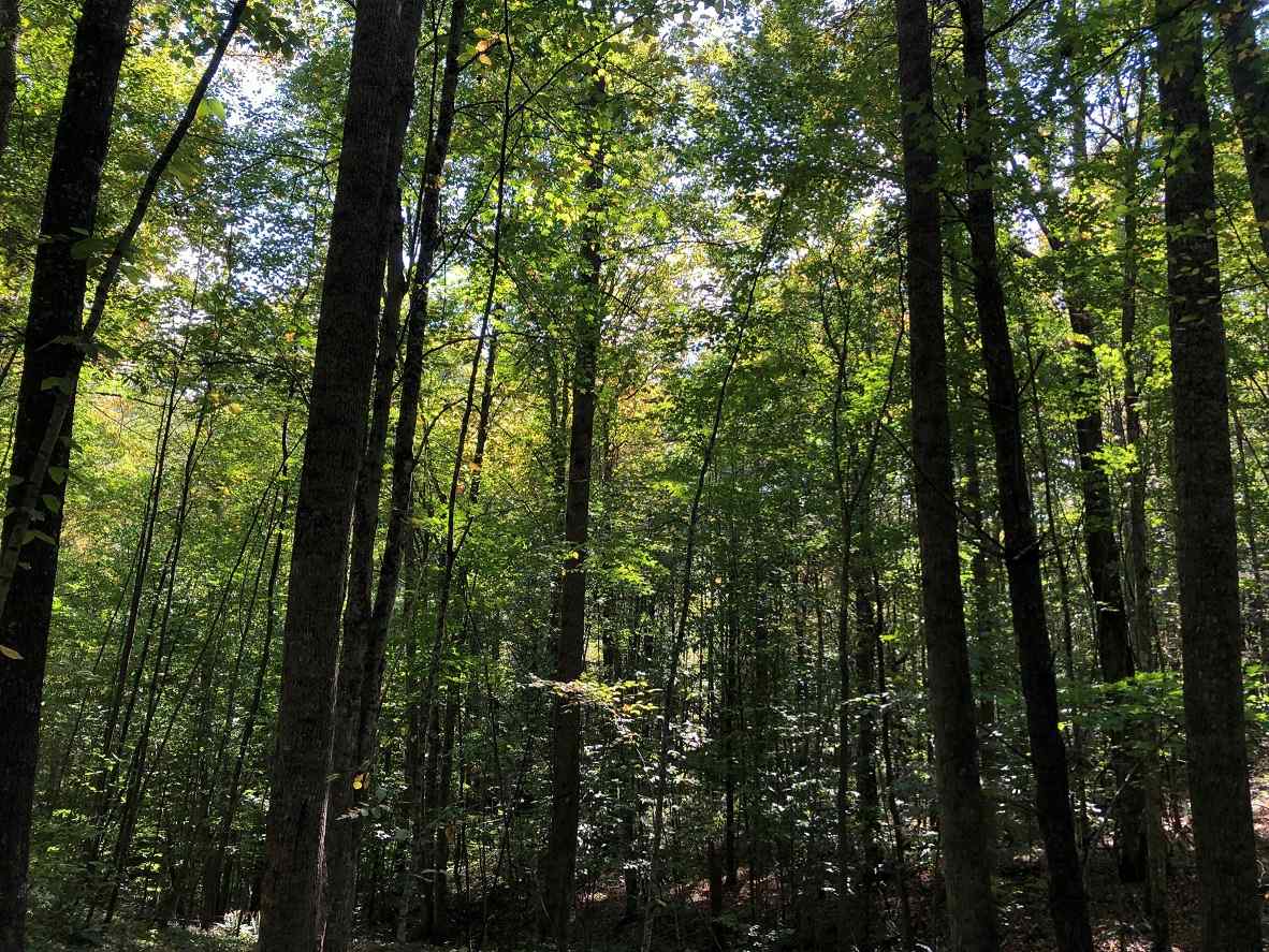 Advance Land and Timber Land for sale property_imgs/21~35.jpg