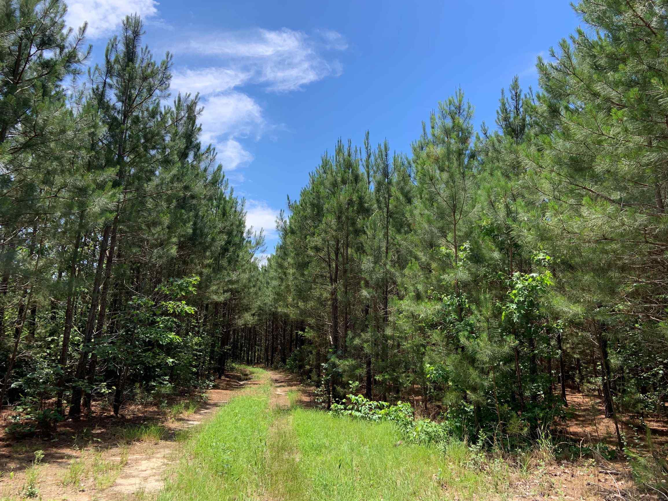 Advance Land and Timber Land for sale property_imgs/23~19.jpg