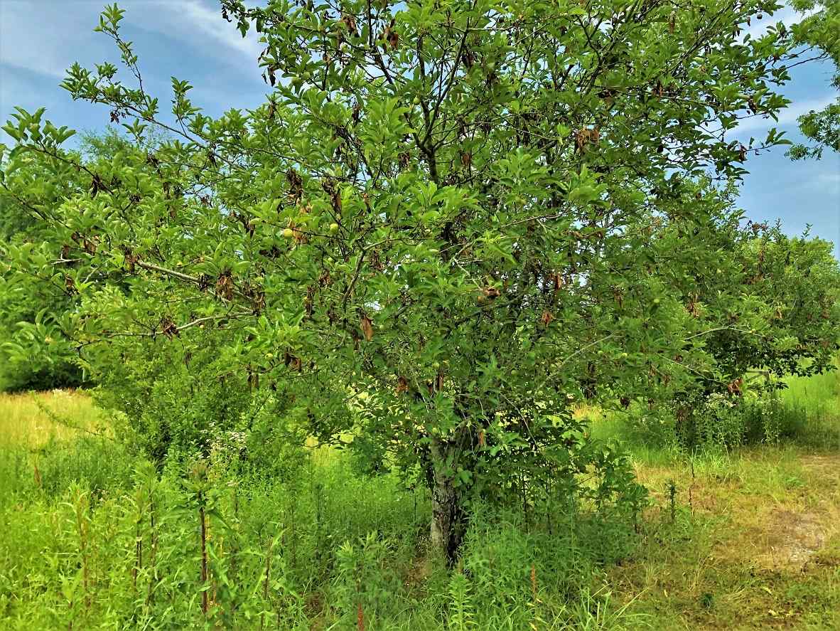 Advance Land and Timber Land for sale property_imgs/23~38.jpg