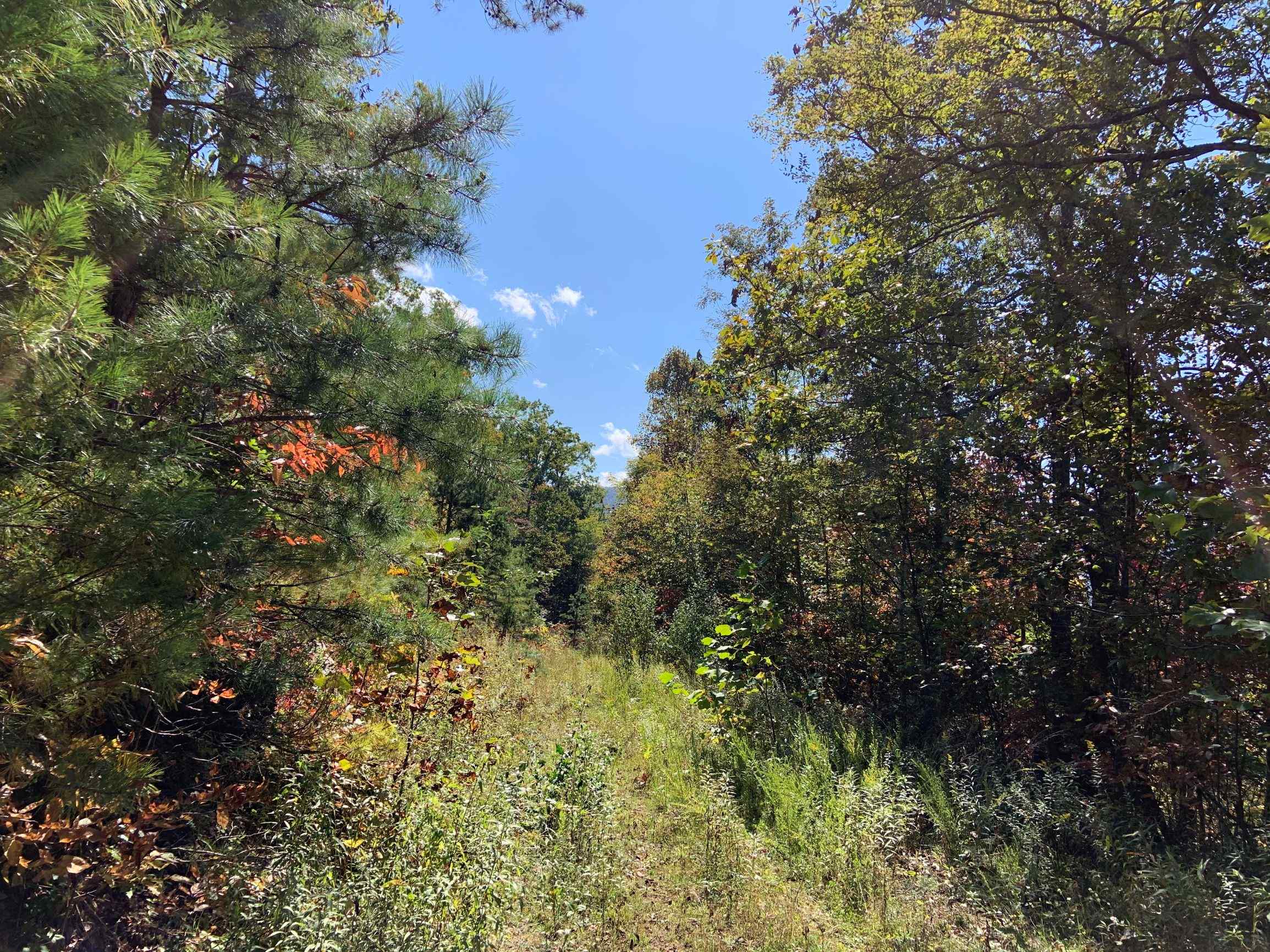 Advance Land and Timber Land for sale property_imgs/24~22.jpg