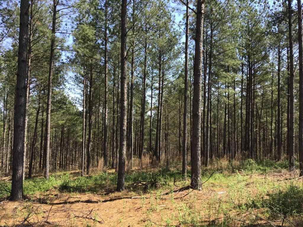 Advance Land and Timber Land for sale property_imgs/250413d2982f1f83aa62a3a323cd2a87.jpg