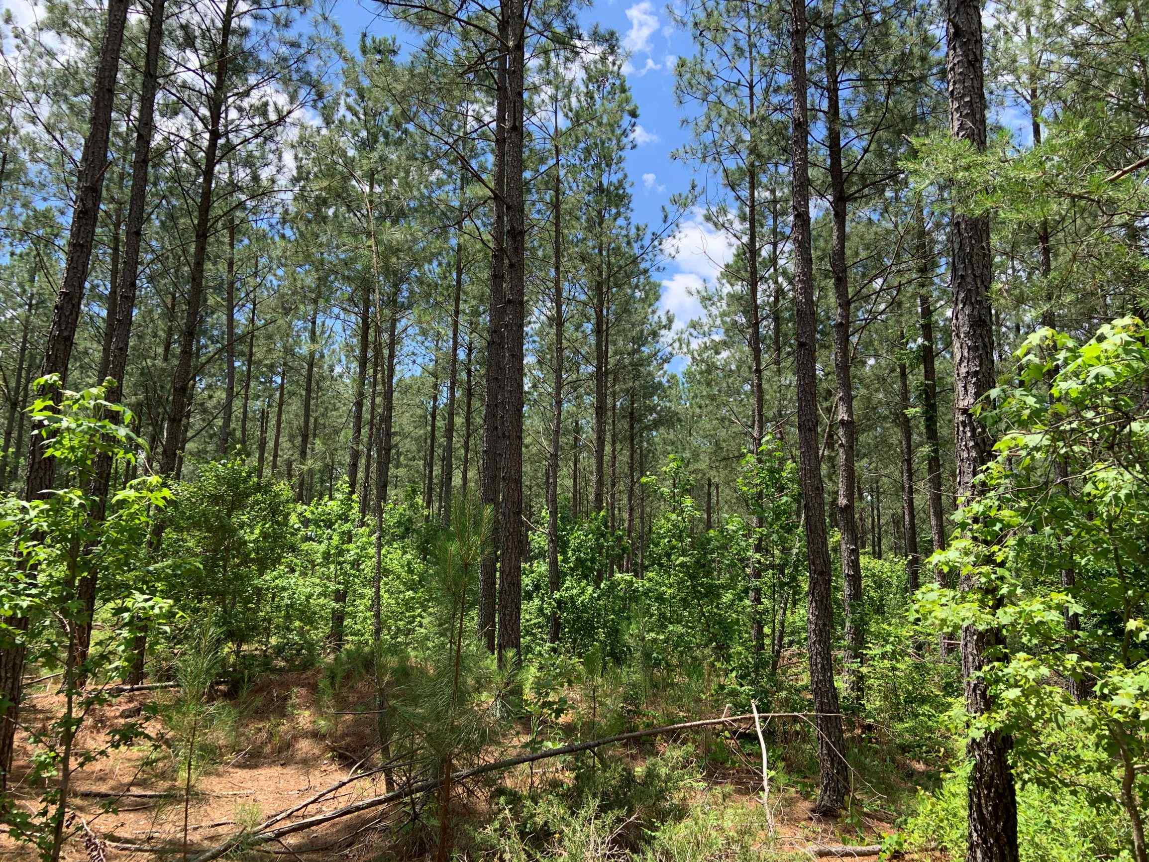 Advance Land and Timber Land for sale property_imgs/25~15.jpg