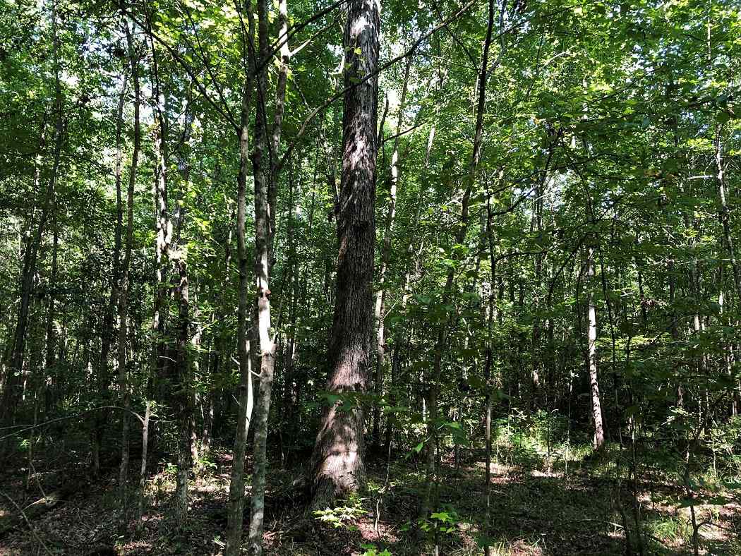 Advance Land and Timber Land for sale property_imgs/26ff6f4ca1cfca4861eb91876f706746_1853.jpg