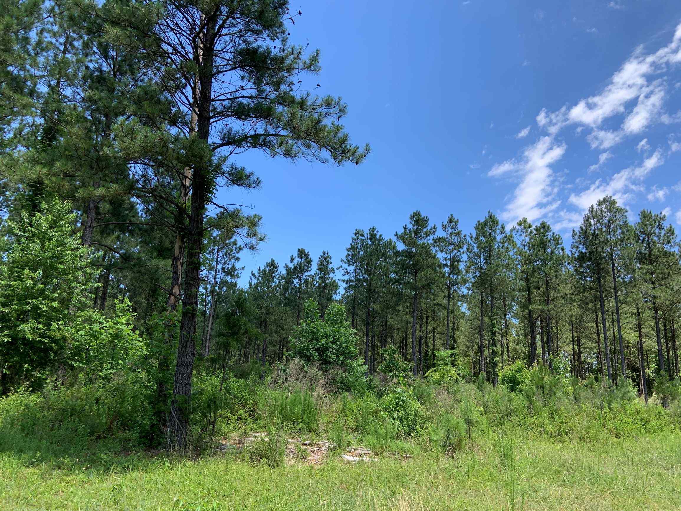 Advance Land and Timber Land for sale property_imgs/26~15.jpg