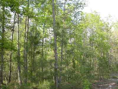 Advance Land and Timber Land for sale property_imgs/28_4.jpg