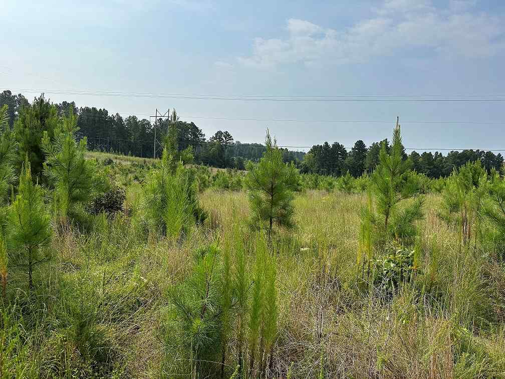 Advance Land and Timber Land for sale property_imgs/2b64c2f19d868305aa8bbc2d72902cc5_1862.jpg