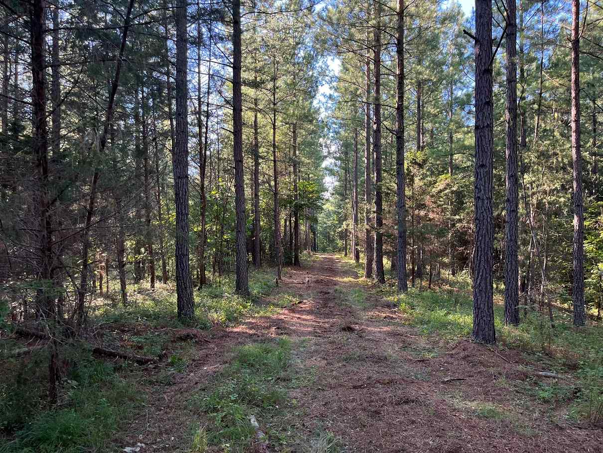 Advance Land and Timber Land for sale property_imgs/2d5951d1e3b31dfb7fd2dcc172df17fd_1857.jpg