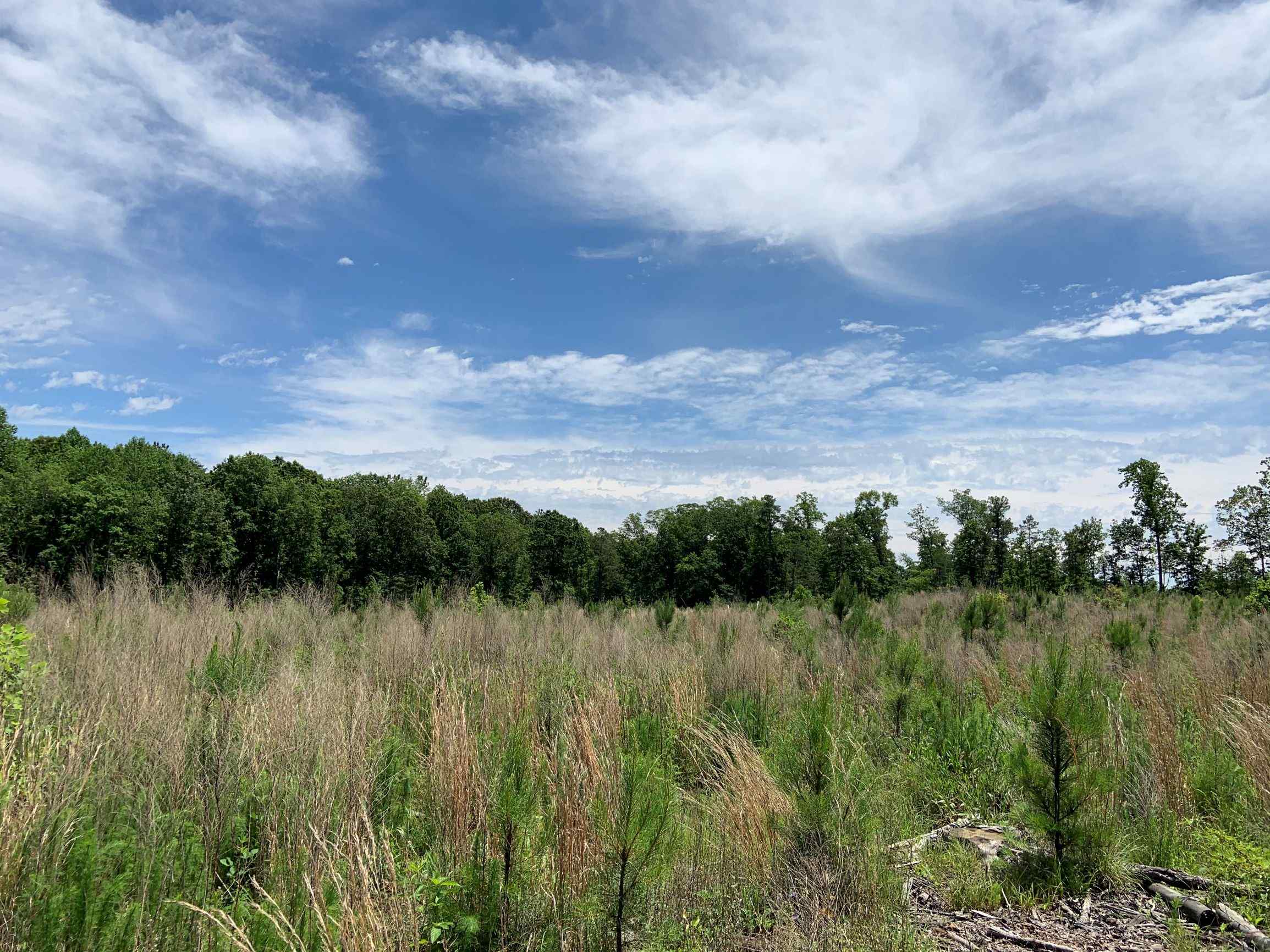 Advance Land and Timber Land for sale property_imgs/2~100.jpg