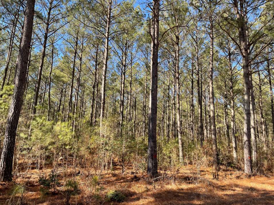 190 acres for sale in Greensville County, VA.