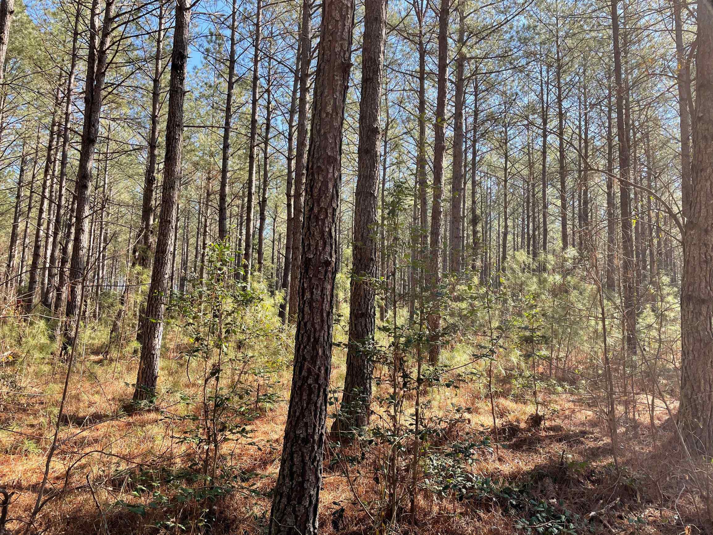 Advance Land and Timber Land for sale property_imgs/2~147.jpg