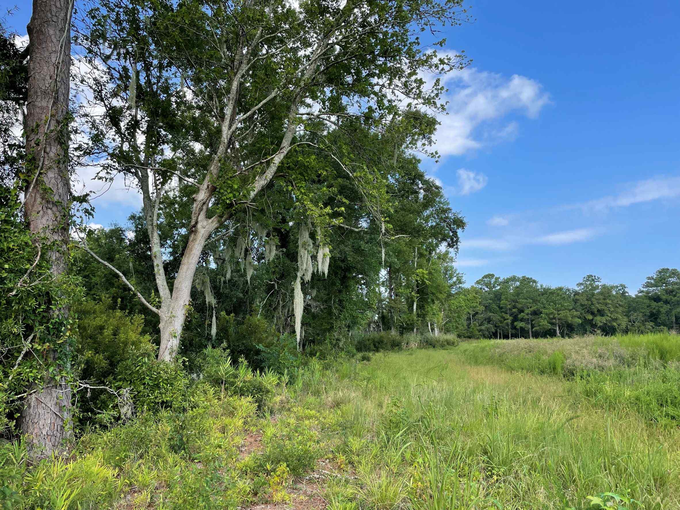Advance Land and Timber Land for sale property_imgs/2~177.jpg