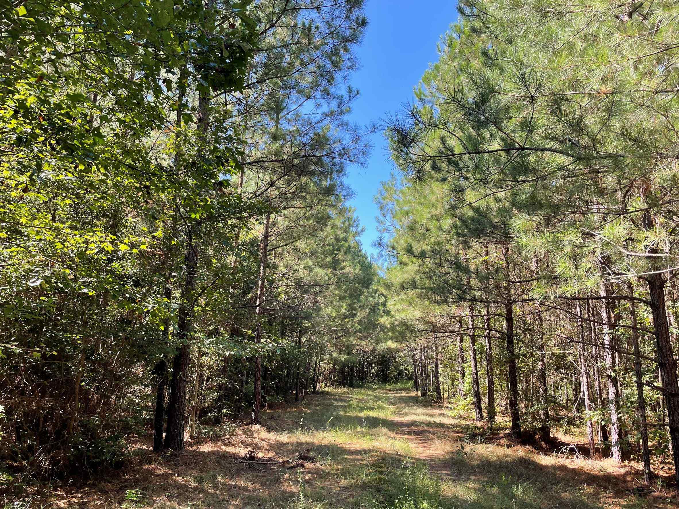 Advance Land and Timber Land for sale property_imgs/2~181.jpg