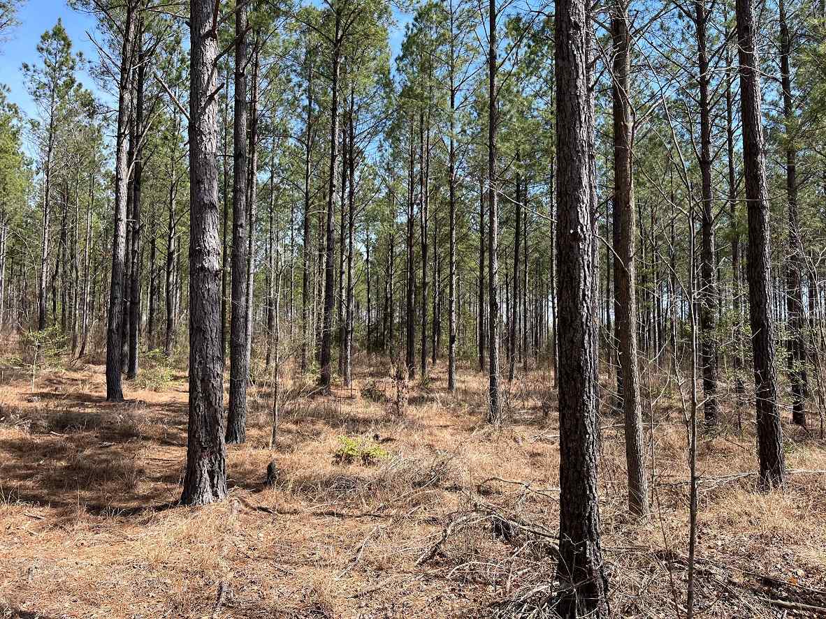 Advance Land and Timber Land for sale property_imgs/2~219.jpg