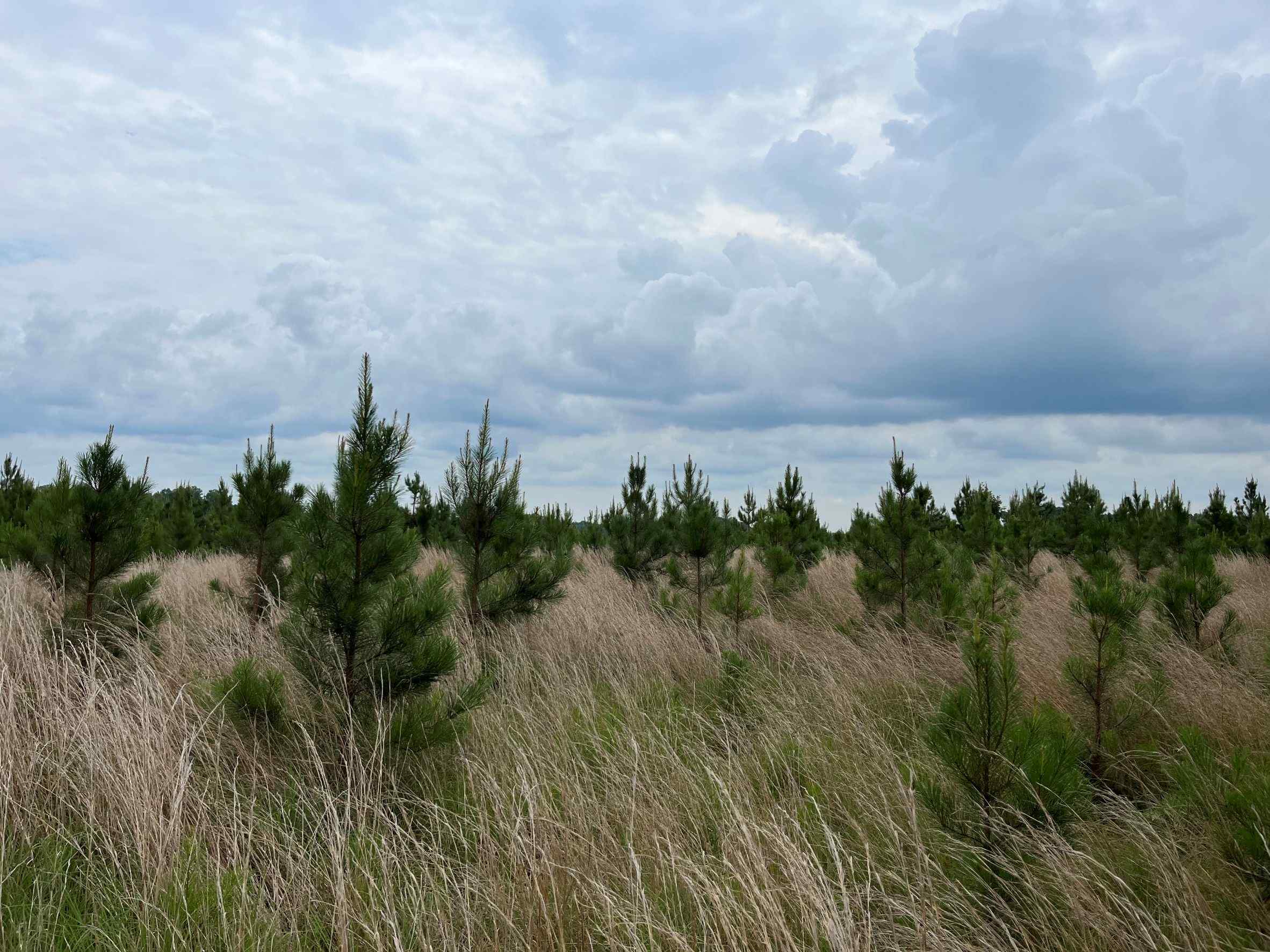 Advance Land and Timber Land for sale property_imgs/2~264.jpg
