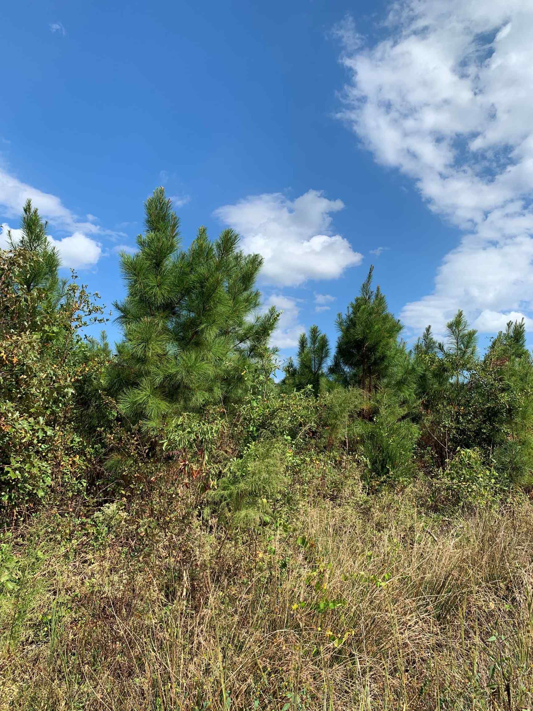 Advance Land and Timber Land for sale property_imgs/2~57.jpg