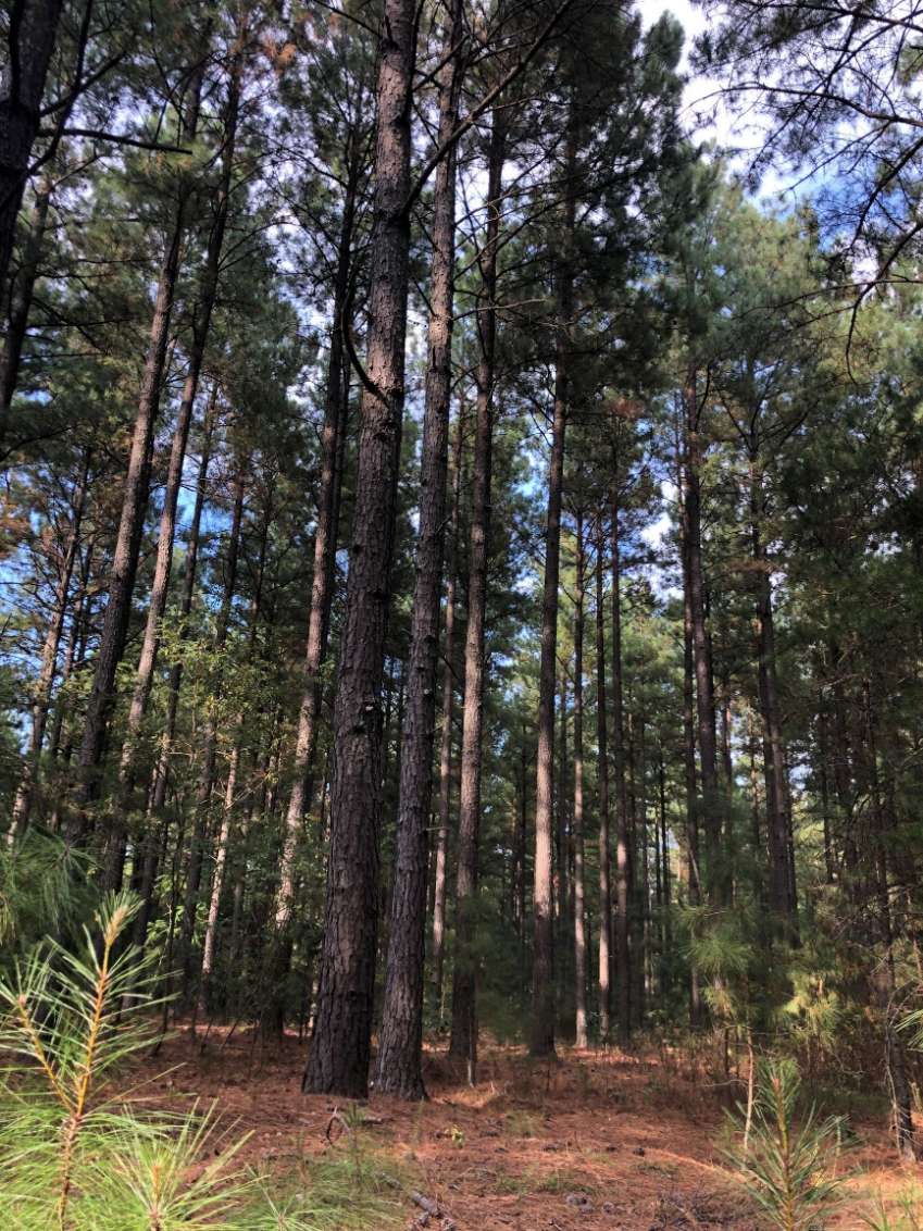 Advance Land and Timber Land for sale property_imgs/2~63.jpg