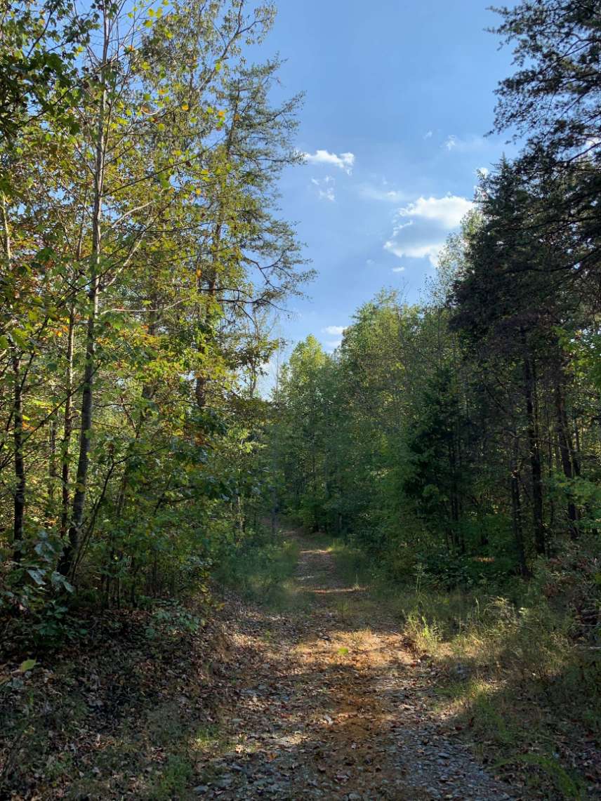 Advance Land and Timber Land for sale property_imgs/2~66.jpg