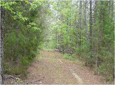 Advance Land and Timber Land for sale property_imgs/36_3.jpg