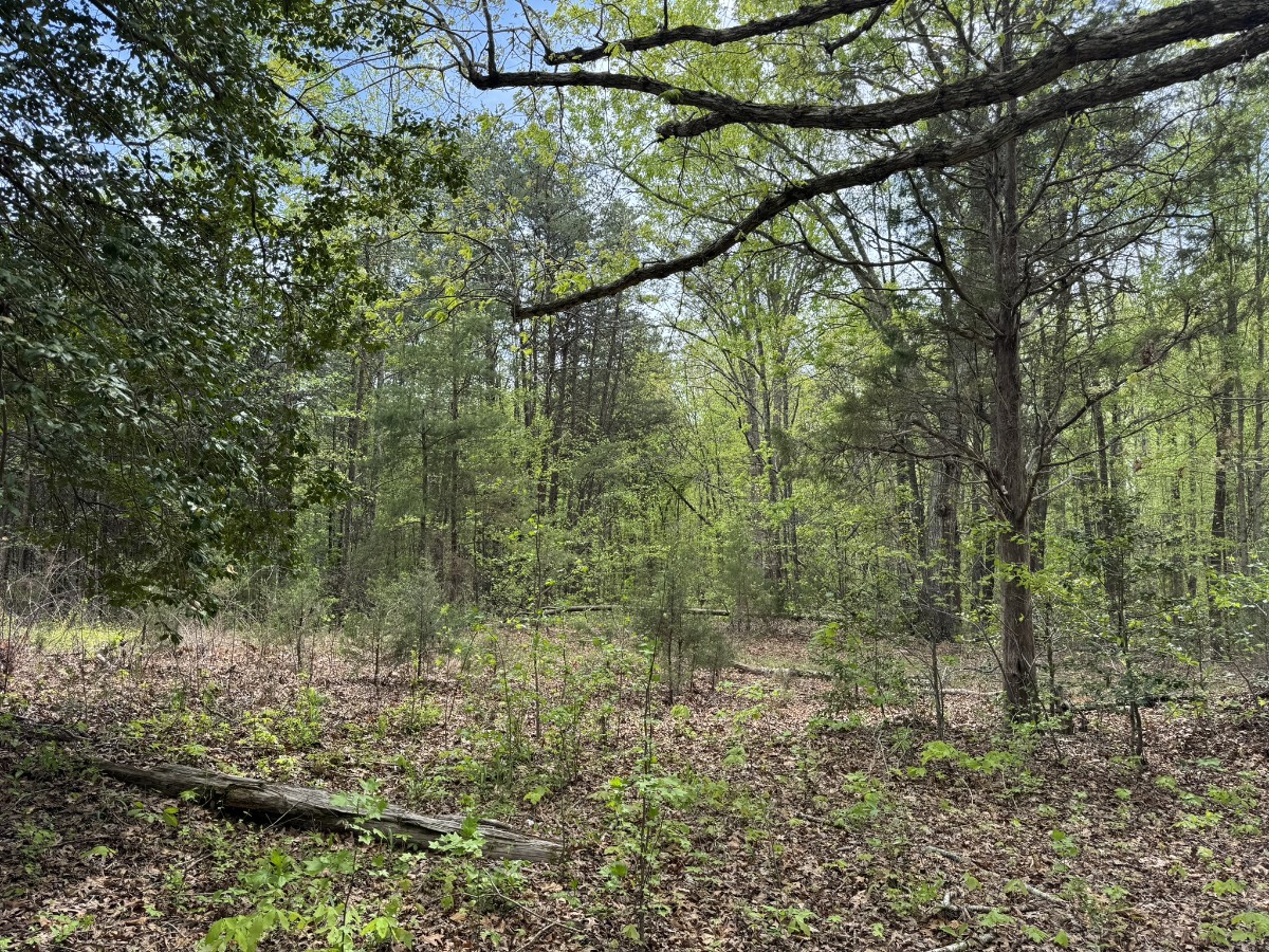 Advance Land and Timber Land for sale property_imgs/3910d2e3adfd0dc2e3a048f15c11eb74_2258.jpg