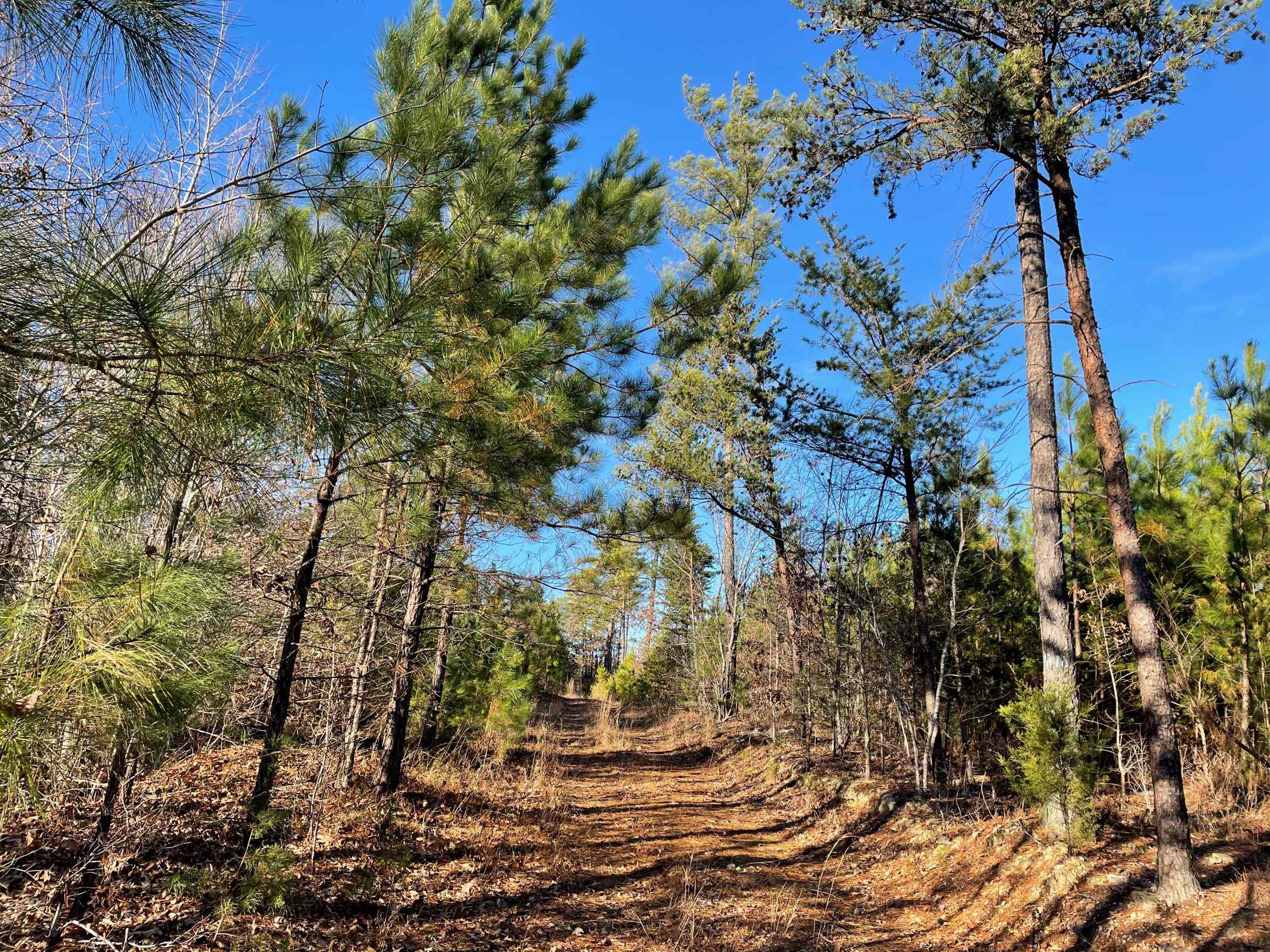 Advance Land and Timber Land for sale property_imgs/3~104.jpg