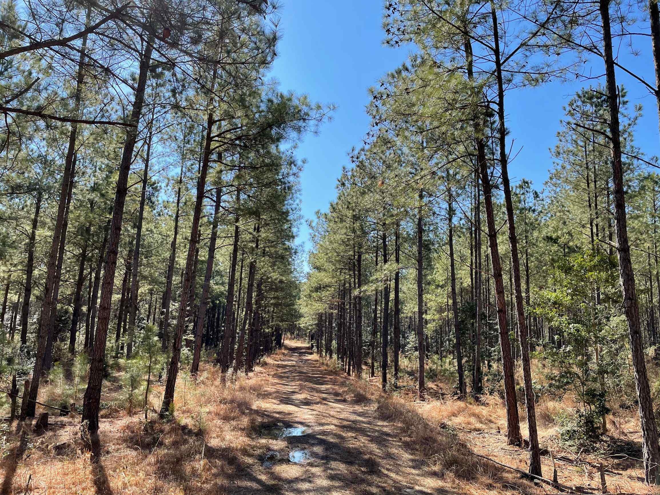 Advance Land and Timber Land for sale property_imgs/3~115.jpg