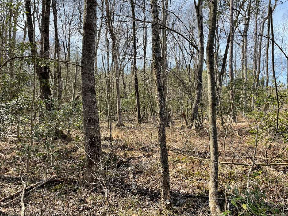 Advance Land and Timber Land for sale property_imgs/3~124.jpg