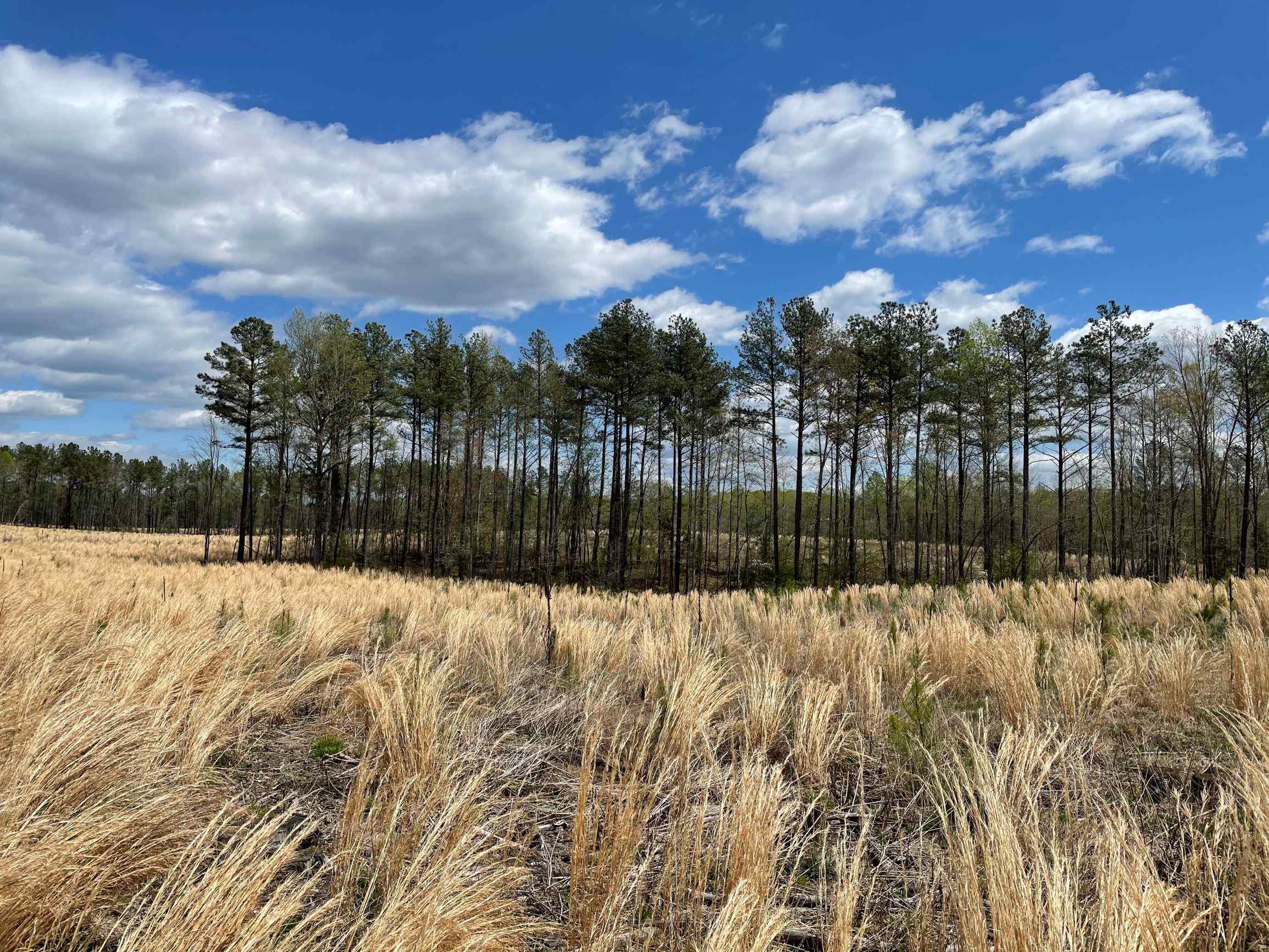 Advance Land and Timber Land for sale property_imgs/3~128.jpg