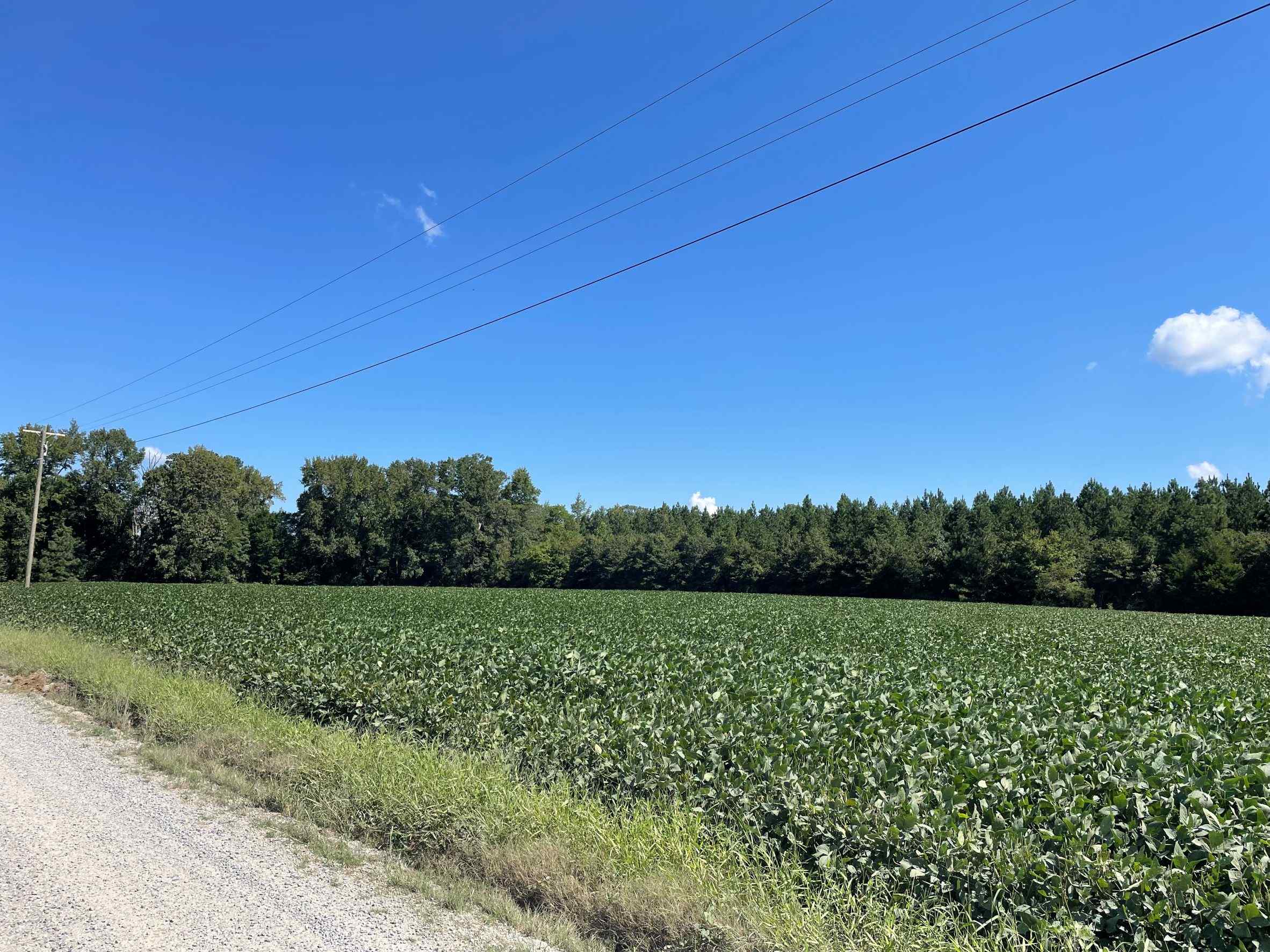 Advance Land and Timber Land for sale property_imgs/3~145.jpg