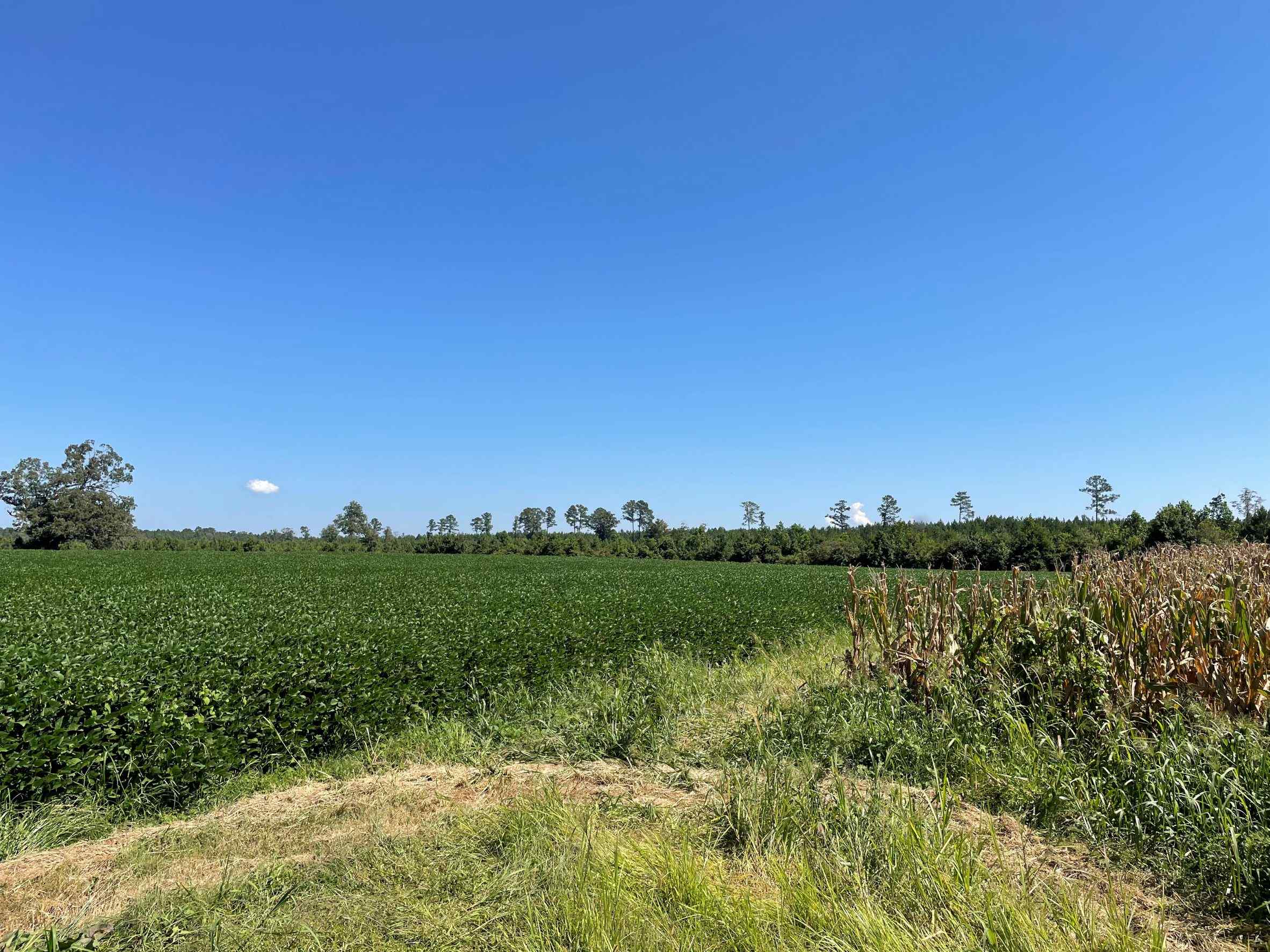 Advance Land and Timber Land for sale property_imgs/3~147.jpg