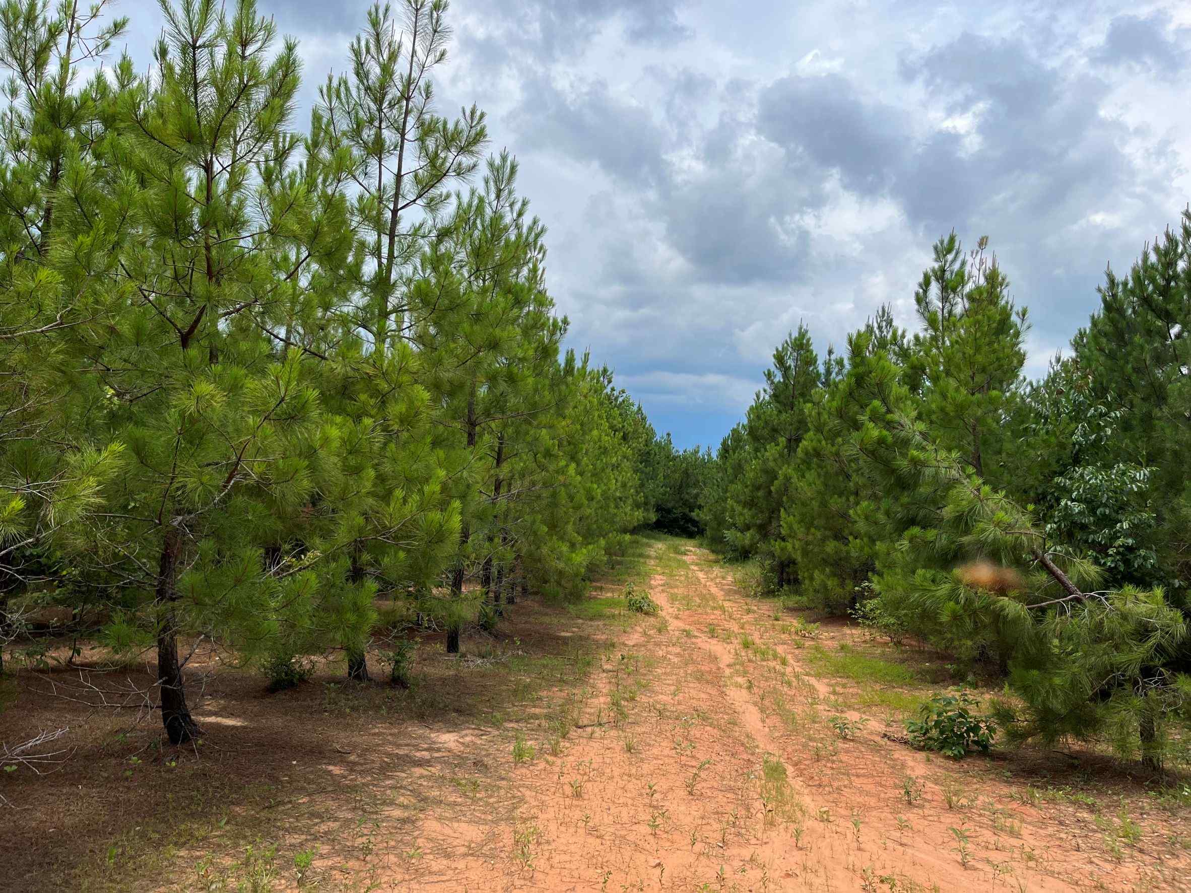 Advance Land and Timber Land for sale property_imgs/3~216.jpg