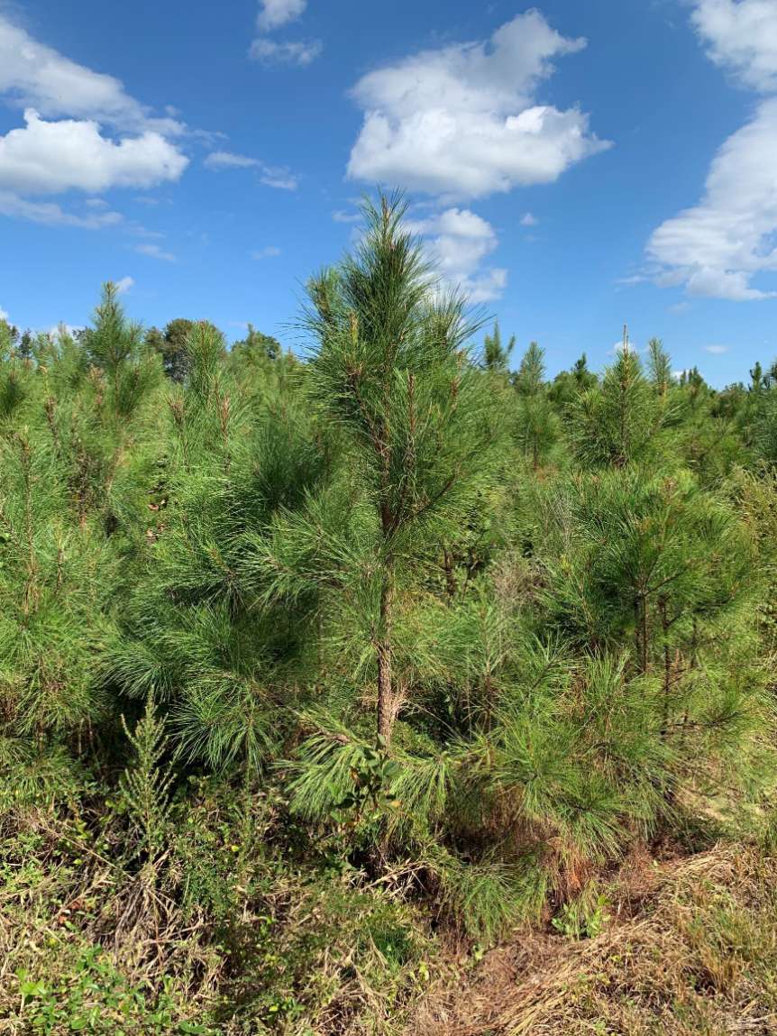 Advance Land and Timber Land for sale property_imgs/3~45.jpg