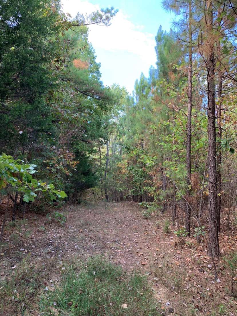 Advance Land and Timber Land for sale property_imgs/3~53.jpg