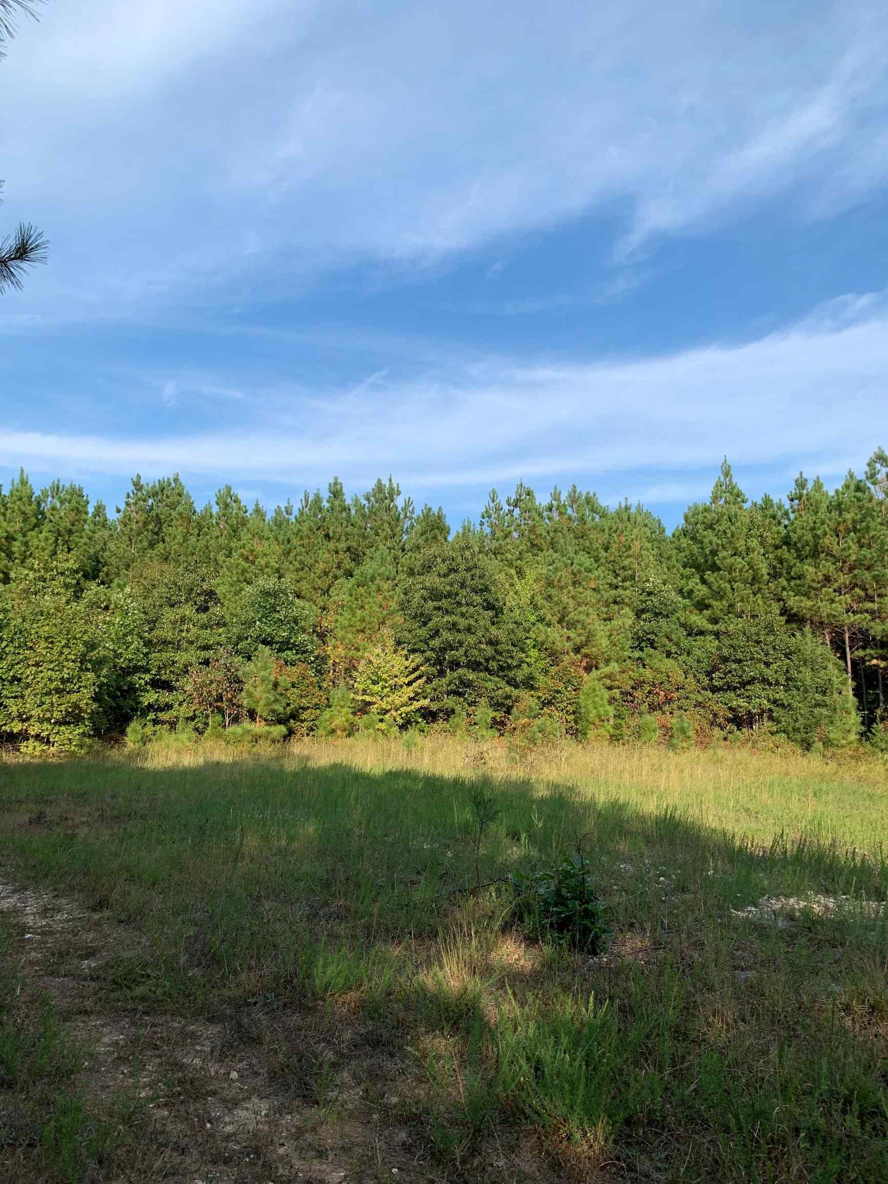 Advance Land and Timber Land for sale property_imgs/3~59.jpg