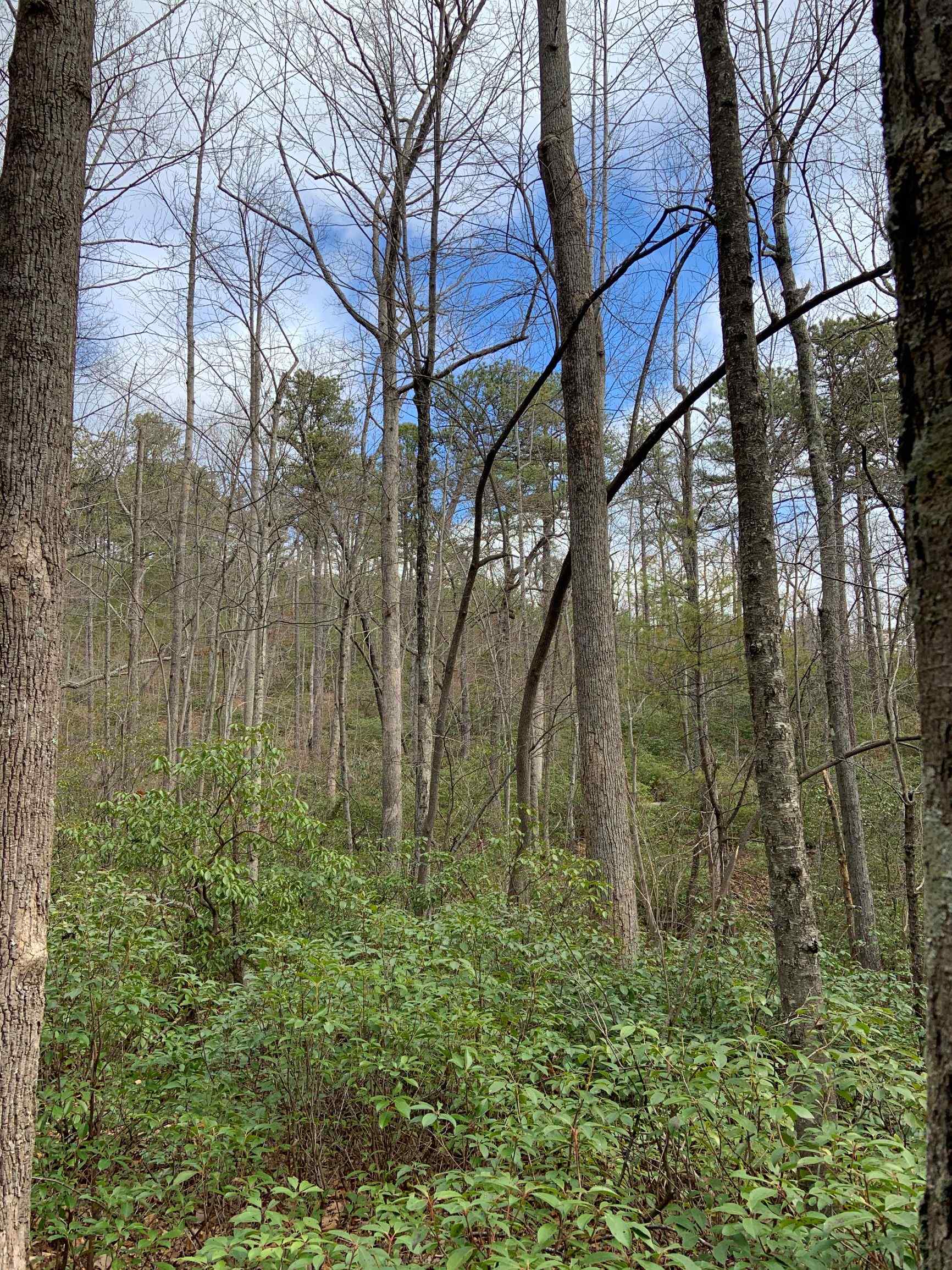 Advance Land and Timber Land for sale property_imgs/3~64.jpg