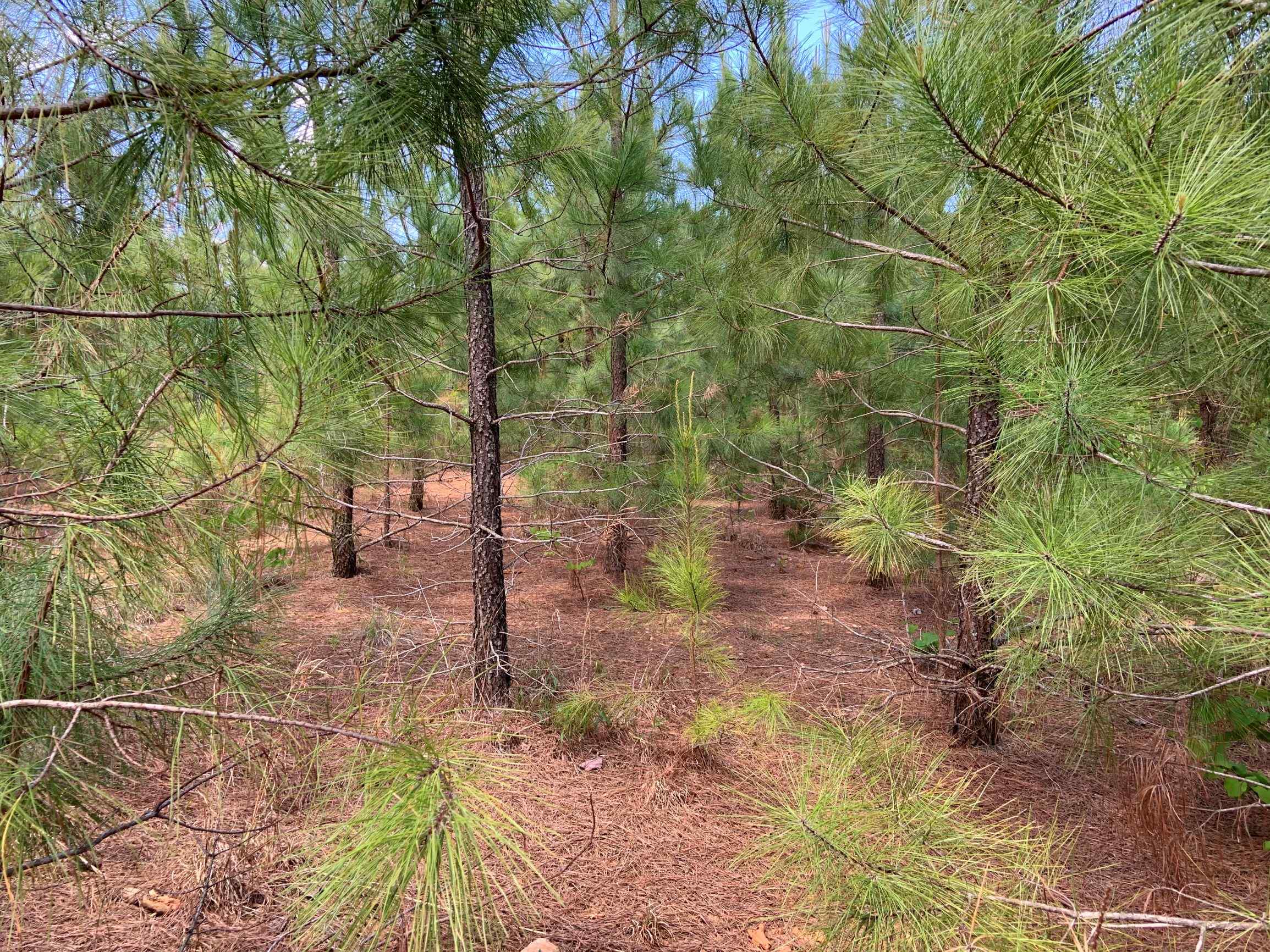 Advance Land and Timber Land for sale property_imgs/3~92.jpg