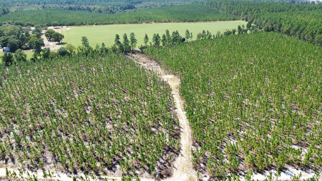 Advance Land and Timber Land for sale property_imgs/45c68484c6fc509cb25bdfca881e5cd8_2332.jpg