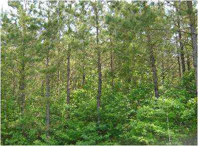 Dillon County South Carolina Land for Sale