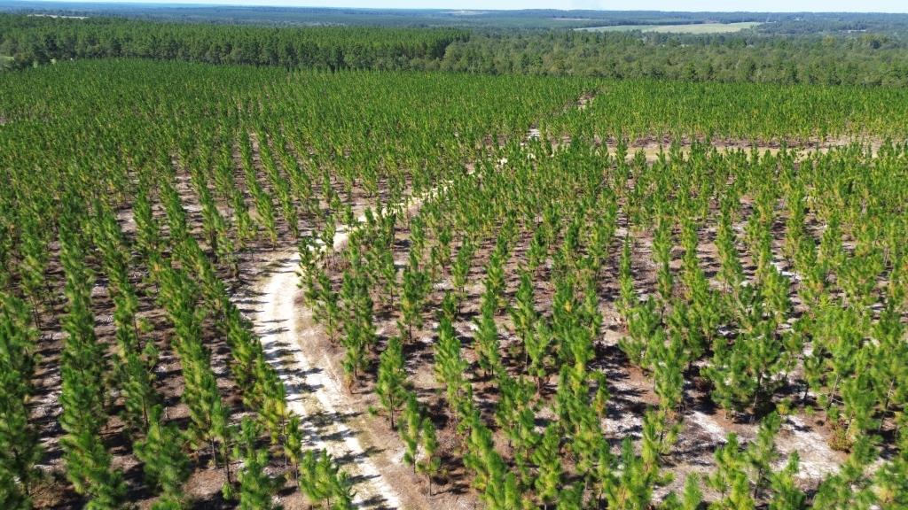 Advance Land and Timber Land for sale property_imgs/48db71587df6c7c442e5b76cc723169a_2332.jpg