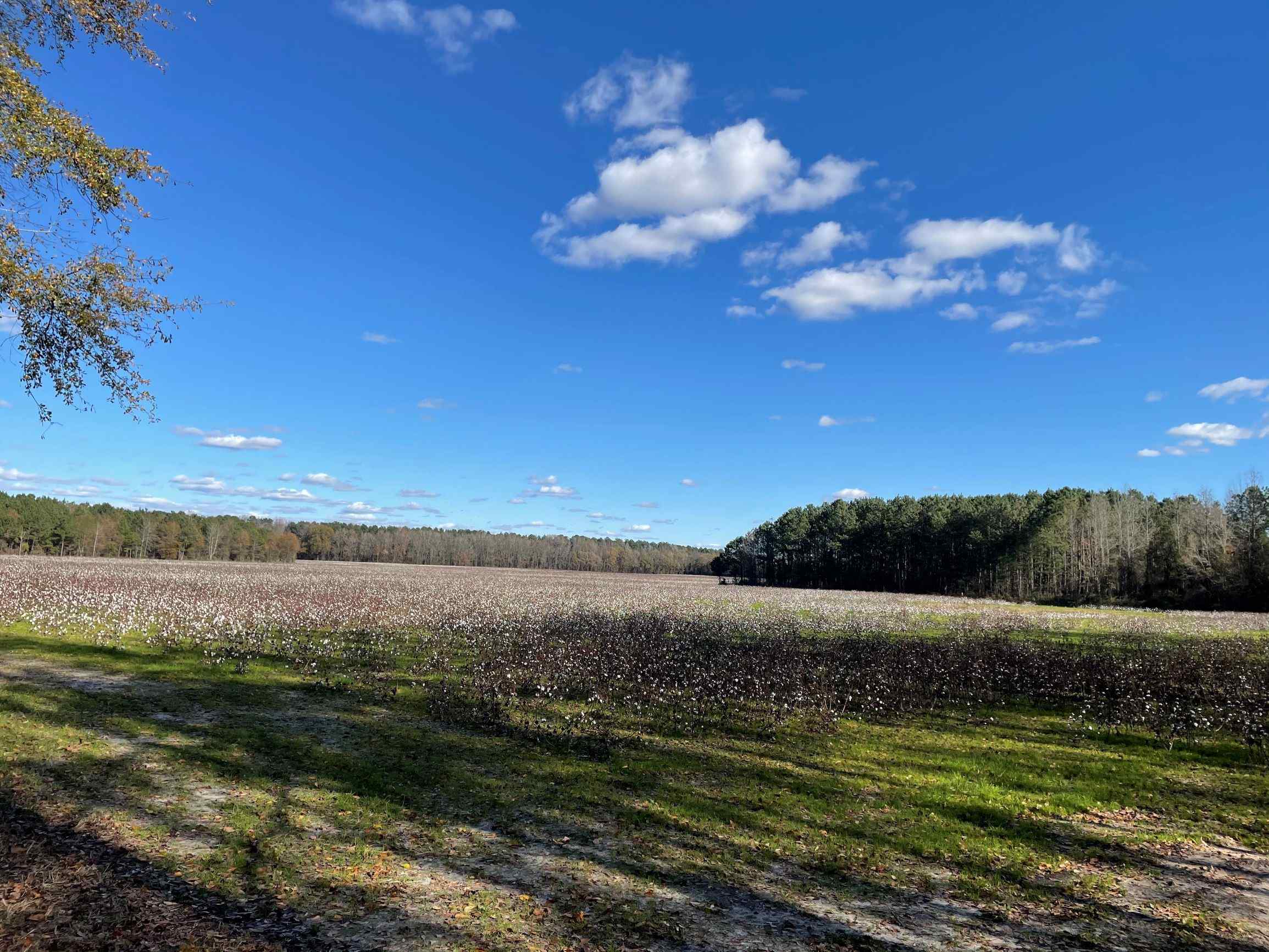 230 acre Spring Hill Farm is located 3 miles east of Tarboro, NC on State Rt 111. Land for sale