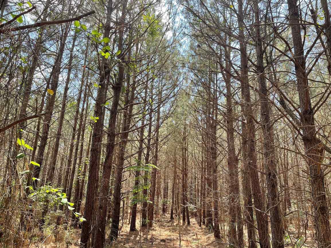 Advance Land and Timber Land for sale property_imgs/4~136.jpg