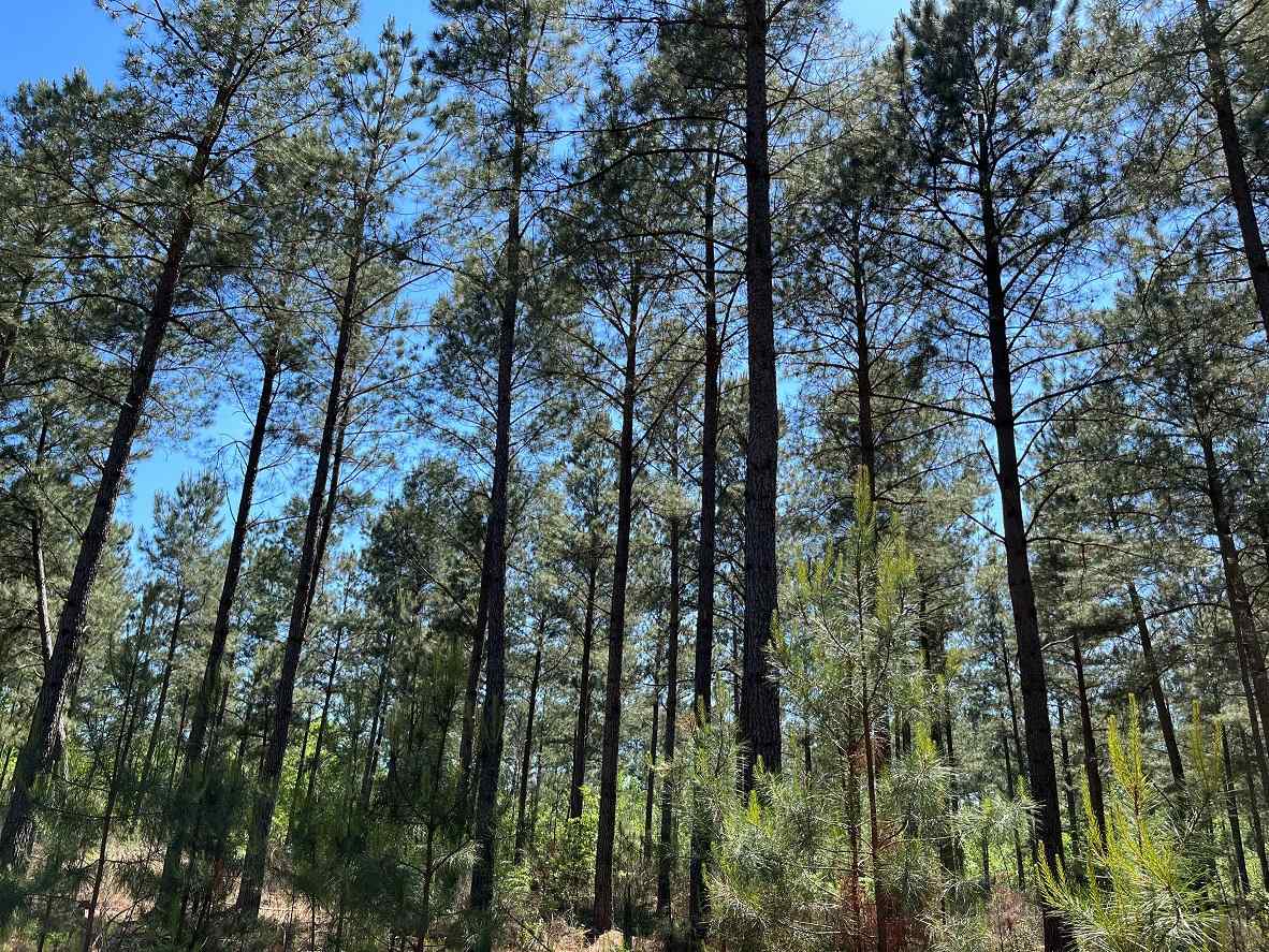 Advance Land and Timber Land for sale property_imgs/4~187.jpg