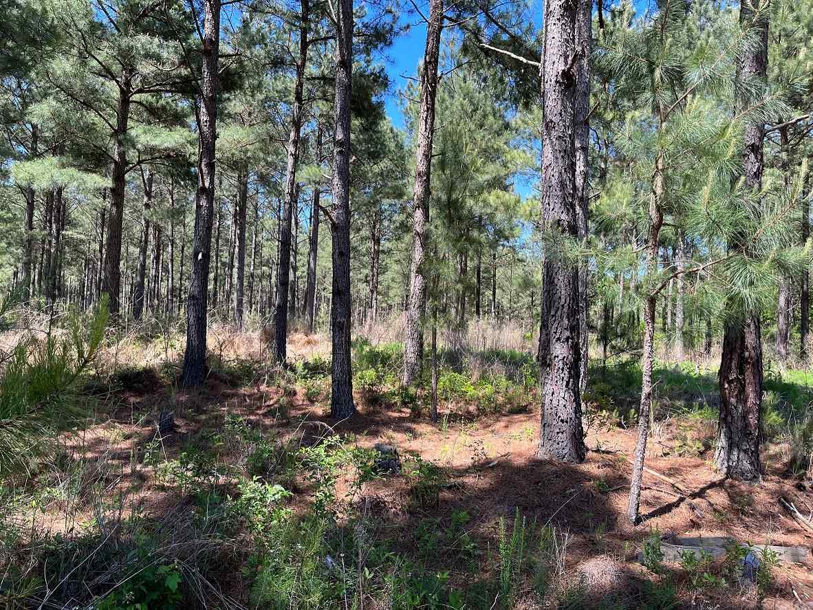 Advance Land and Timber Land for sale property_imgs/4~188.jpg