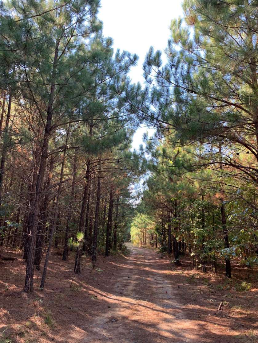 Advance Land and Timber Land for sale property_imgs/4~51.jpg