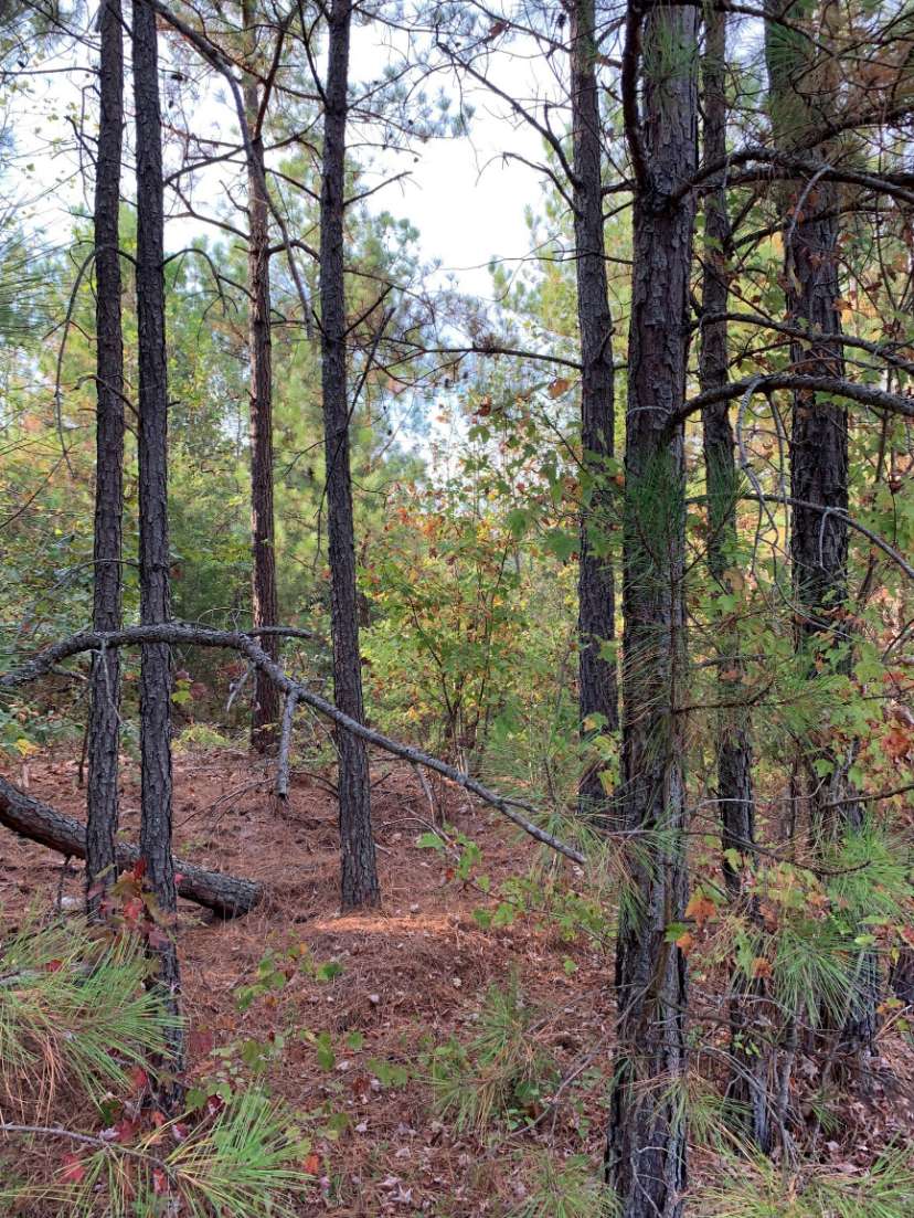 Advance Land and Timber Land for sale property_imgs/4~58.jpg