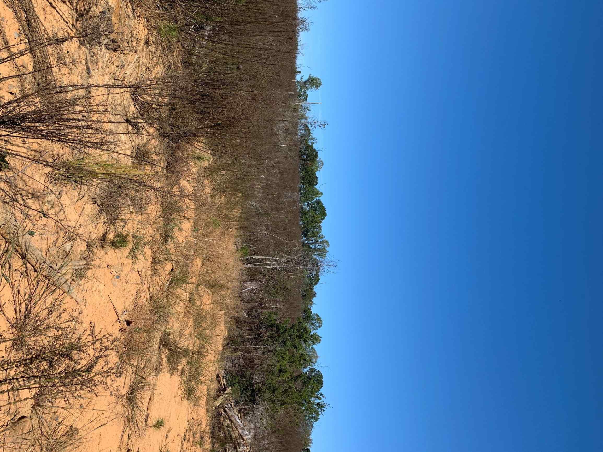 Advance Land and Timber Land for sale property_imgs/4~65.jpg